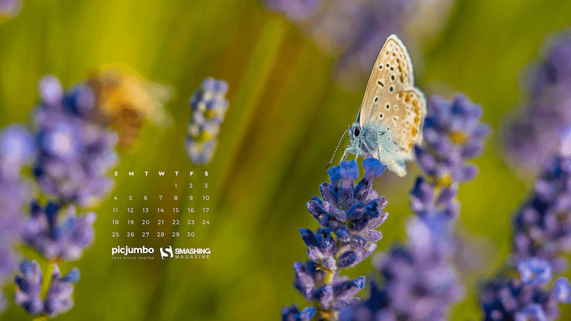 Blue Butterfly